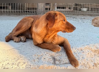 Jungrüde ♥Veit♥ aktiver Schmuse-Schatz