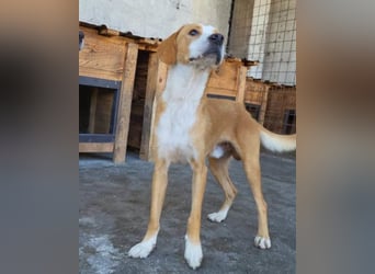 Sami ❤️ super offen, verschmust & lieb! Sami ❤️ super offen, verschmust & lieb!