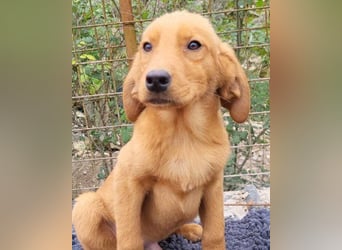 Veit  aktiver Schmuse-Schatz