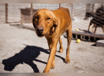 Zuckerbub  Veit  aktiver Schmuse-Schatz