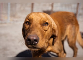 Jungrüde ♥Veit♥ aktiver Schmuse-Schatz