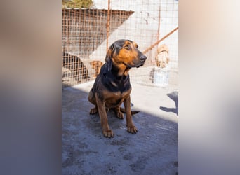 Levi ❤️ lieber, schüchterner Bub sucht sein Zuhause