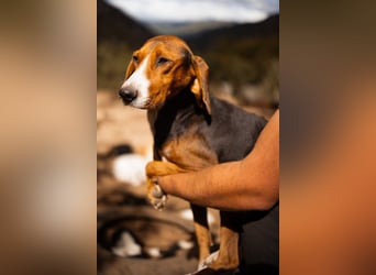 Bracken-Mix Dame Vera ❤️ ruhig, verschmust- sucht Liebe
