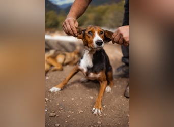 Bracken-Mix Dame Vera ❤️ ruhig, verschmust- sucht Liebe