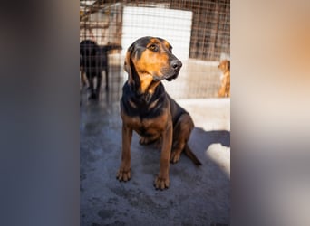 Levi ❤️ lieber, schüchterner Bub sucht sein Zuhause