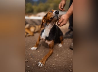 Bracken-Mix Dame Vera ❤️ ruhig, verschmust- sucht Liebe