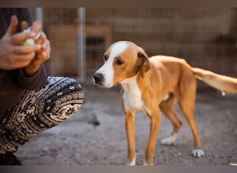 Sami ❤️ super offen, verschmust & lieb! Sami ❤️ super offen, verschmust & lieb!