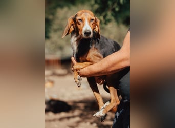 Bracken-Mix Dame Vera ❤️ ruhig, verschmust- sucht Liebe