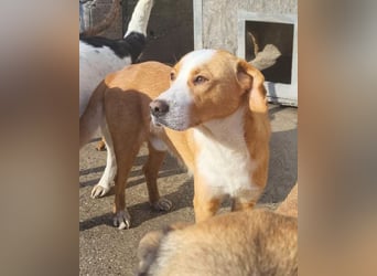 Sami ❤️ super offen, verschmust & lieb! Sami ❤️ super offen, verschmust & lieb!