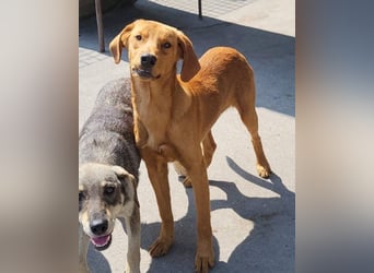 Jungrüde ♥Veit♥ aktiver Schmuse-Schatz