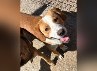 Sami ❤️ super offen, verschmust & lieb! Sami ❤️ super offen, verschmust & lieb!