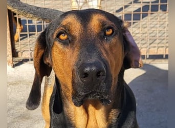 Levi ❤️ Bracke-Mix, verspielt+ aufgeschlossen