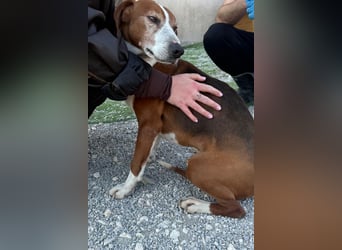 Kleppo ❤️ so menschenbezogen + schmusig