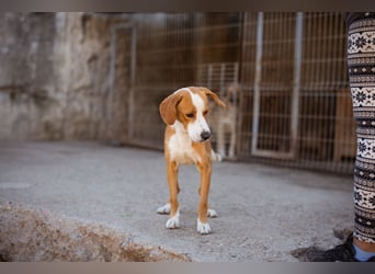 Sami ❤️ super offen, verschmust & lieb! Sami ❤️ super offen, verschmust & lieb!