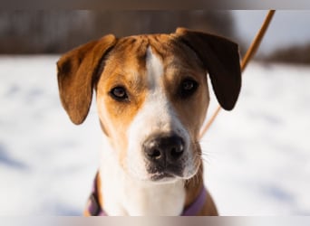 Robin ❤️ verspielte, liebenswerte Hundeschnute