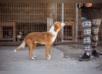 Sami ❤️ super offen, verschmust & lieb! Sami ❤️ super offen, verschmust & lieb!