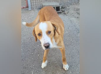 Sami ❤️ super offen, verschmust & lieb! Sami ❤️ super offen, verschmust & lieb!