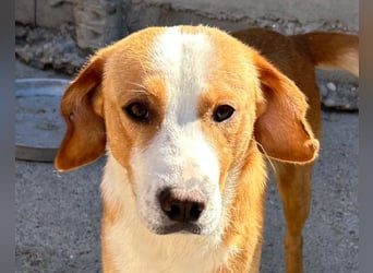 Sami ❤️ super offen, verschmust & lieb! Sami ❤️ super offen, verschmust & lieb!