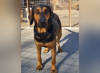Levi ❤️ Bracke-Mix, verspielt+ aufgeschlossen