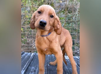 Zuckerbub ♥Veit♥ aktiver Schmuse-Schatz