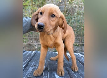 Veit  aktiver Schmuse-Schatz