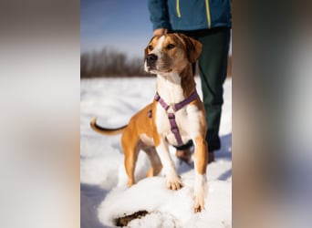 Robin ❤️ verspielte, liebenswerte Schnute