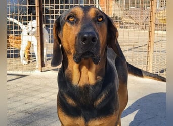 Levi ❤️ Bracke-Mix, verspielt+ aufgeschlossen