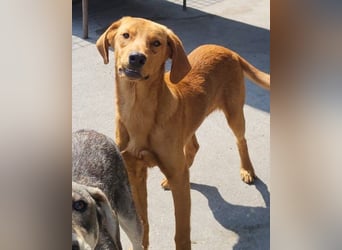 Veit  aktiver Schmuse-Schatz