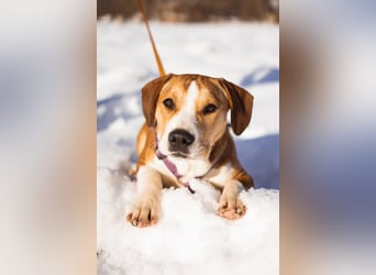 Robin ❤️ verspielte, liebenswerte Hundeschnute