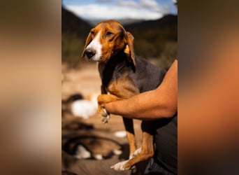 Bracken-Mix Dame Vera ❤️ ruhig, verschmust- sucht Liebe