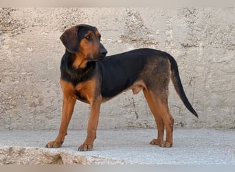 Levi ❤️ lieber, schüchterner Bub sucht sein Zuhause