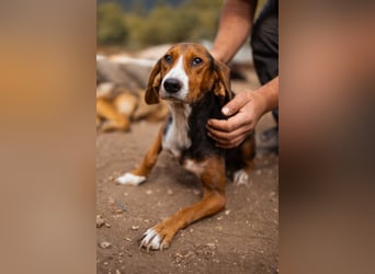 Bracken-Mix Dame Vera ❤️ ruhig, verschmust- sucht Liebe