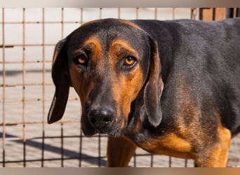 Levi ❤️ lieber, schüchterner Bub sucht sein Zuhause