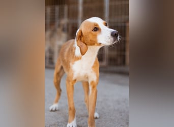 Sami ❤️ super offen, verschmust & lieb! Sami ❤️ super offen, verschmust & lieb!