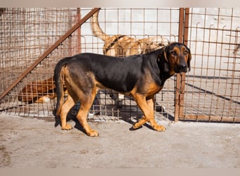 Levi ❤️ lieber, schüchterner Bub sucht sein Zuhause