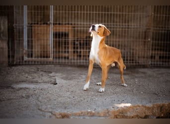 Sami ❤️ super offen, verschmust & lieb! Sami ❤️ super offen, verschmust & lieb!