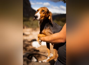 Bracken-Mix Dame Vera ❤️ ruhig, verschmust- sucht Liebe