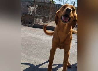 Zuckerbub ♥Veit♥ aktiver Schmuse-Schatz