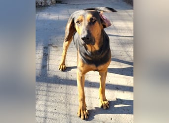 Levi ❤️ Bracke-Mix, verspielt+ aufgeschlossen