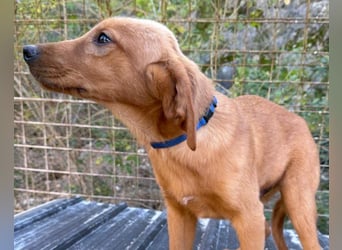 Veit  aktiver Schmuse-Schatz