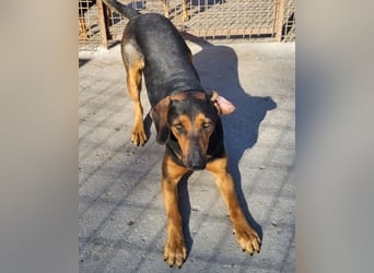Levi ❤️ Bracke-Mix, verspielt+ aufgeschlossen