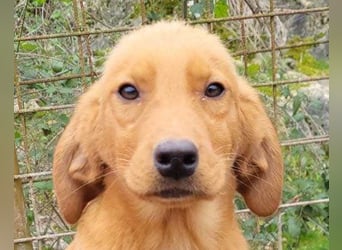 Veit  aktiver Schmuse-Schatz