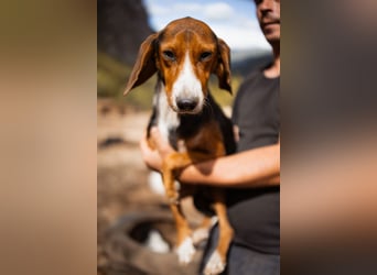 Bracken-Mix Dame Vera ❤️ ruhig, verschmust- sucht Liebe