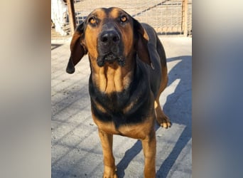 Levi ❤️ Bracke-Mix, verspielt+ aufgeschlossen