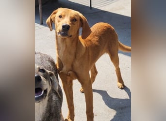 Zuckerbub  Veit  aktiver Schmuse-Schatz