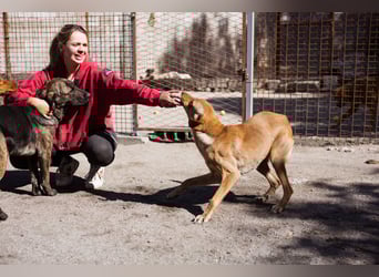 Dany ❤️ aktiver, aufgeschlossener & goldiger Hundebub