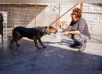Levi ❤️ lieber, schüchterner Bub sucht sein Zuhause Levi ❤️ lieber, schüchterner Bub sucht sein Zuhause