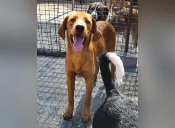 Jungrüde ♥Veit♥ aktiver Schmuse-Schatz