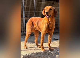 Jungrüde ♥Veit♥ aktiver Schmuse-Schatz