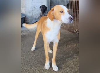 Sami ❤️ super offen, verschmust & lieb! Sami ❤️ super offen, verschmust & lieb!